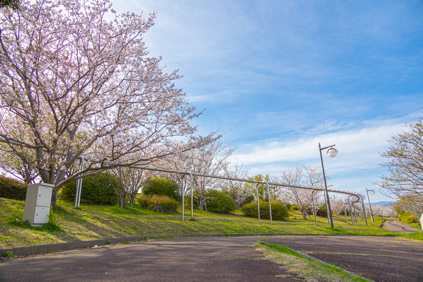 桜づつみ公園