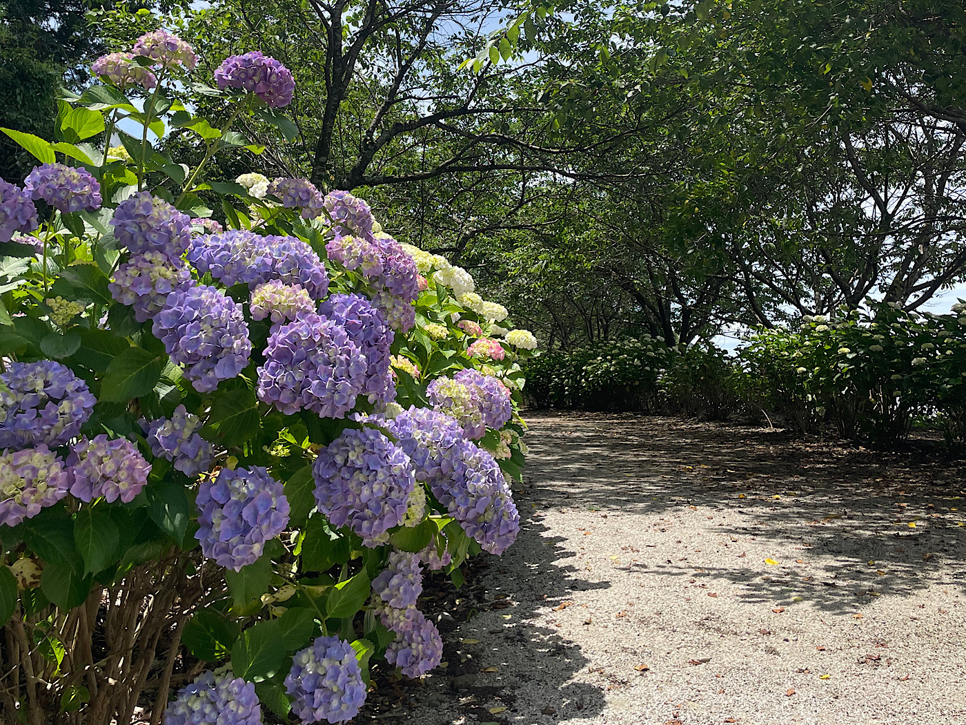のいちあじさい街道