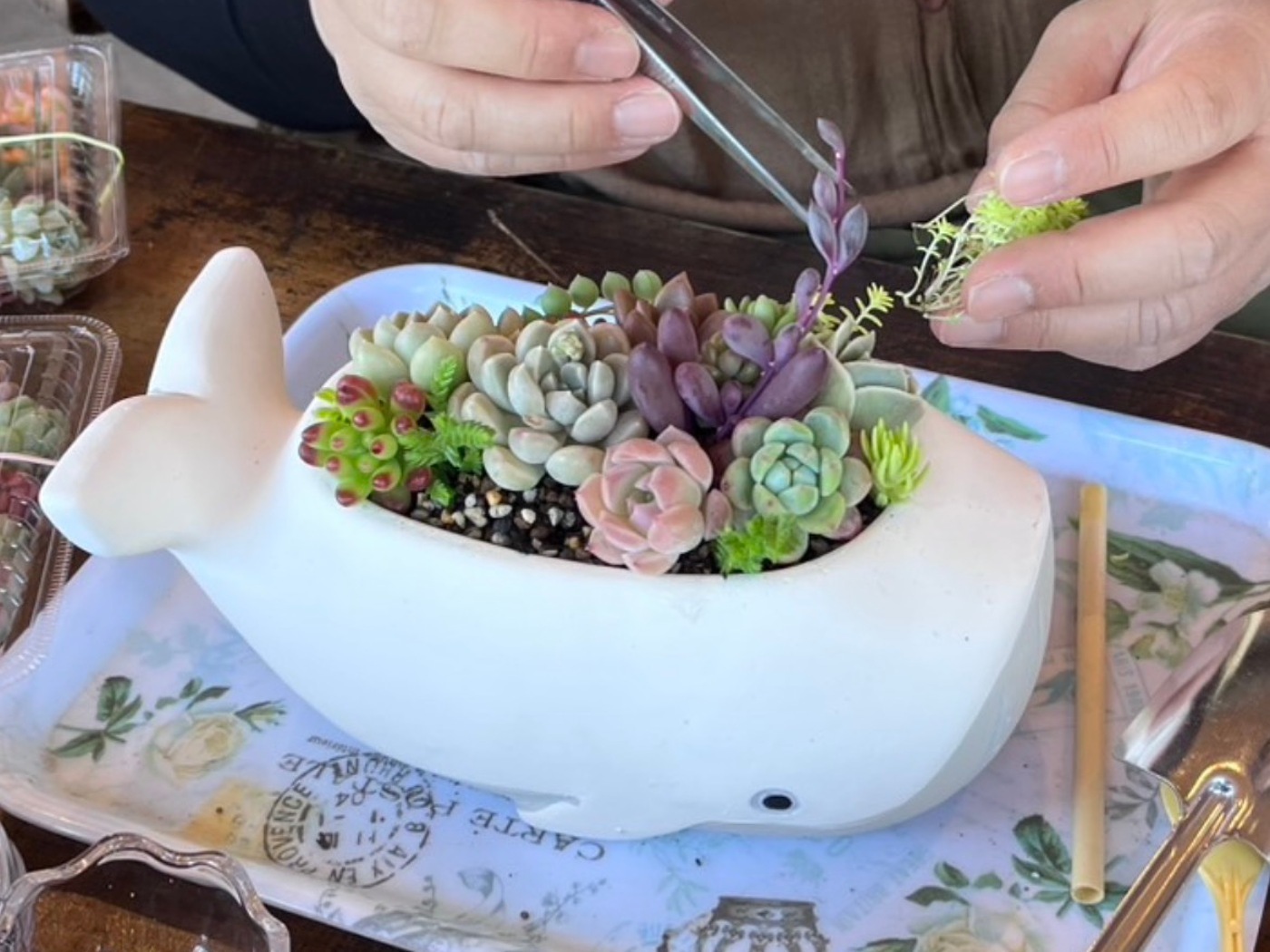 多肉植物の寄植体験（岬のサキュレントハウス）