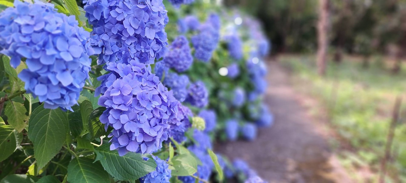 蓮池城址（城山公園）