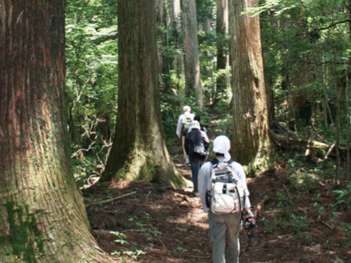 魚梁瀬千本山300年の森トレッキング