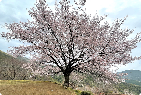 八京一本桜