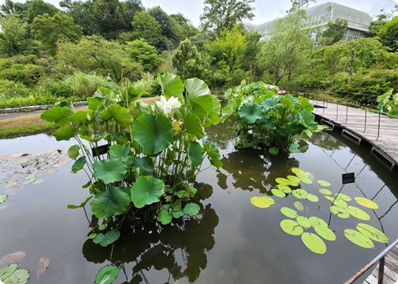 高知県立牧野植物園 50周年記念庭園