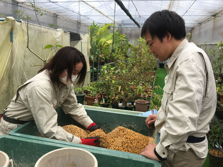 植物の植替え作業を行う栽培技術課の職員（提供：牧野植物園）